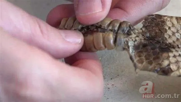 Otomobilde yılan paniği 4