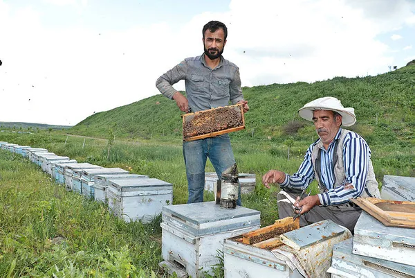 Diyarbakır'daki Dicle Vadisi bal arılarıyla renklendi - 1