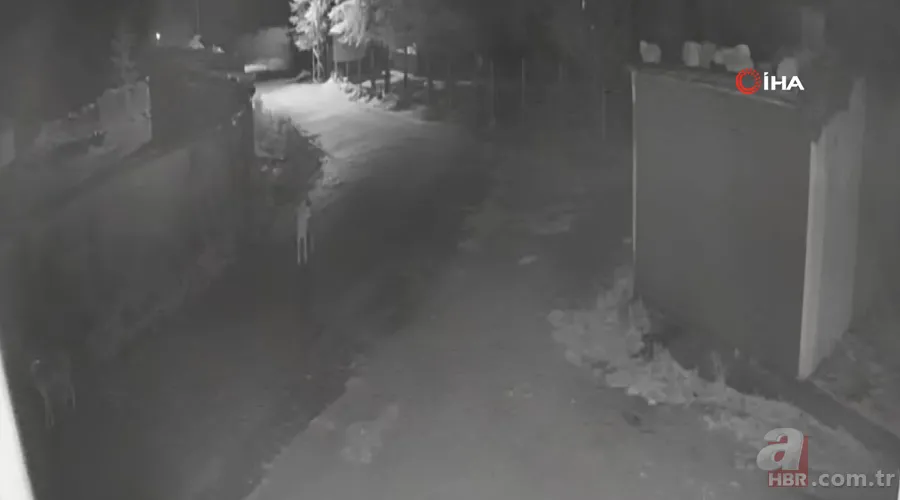 Kurt sürüsü sokak ortasında saldırıp paramparça etti! İşte korkunç anlar 3