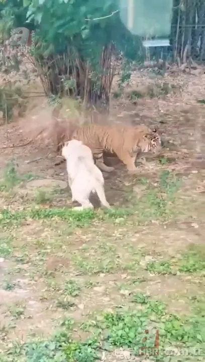 Beyaz aslan ve kaplanın karşılaşması nefesleri kesti! (Aslan Kaplan kavgası) 24