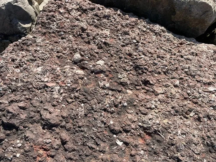 Ordu'da 65 milyon yıllık fosil bulundu iddiası