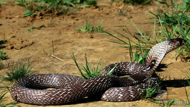 Bu yılanı görünce arkanıza bakmadan kaçın! Muş, Hakkari, Bingöl, Diyarbakır, Malatya… Türkiye’nin dört bir yanında görüldü! Tek ısırığıyla… 8