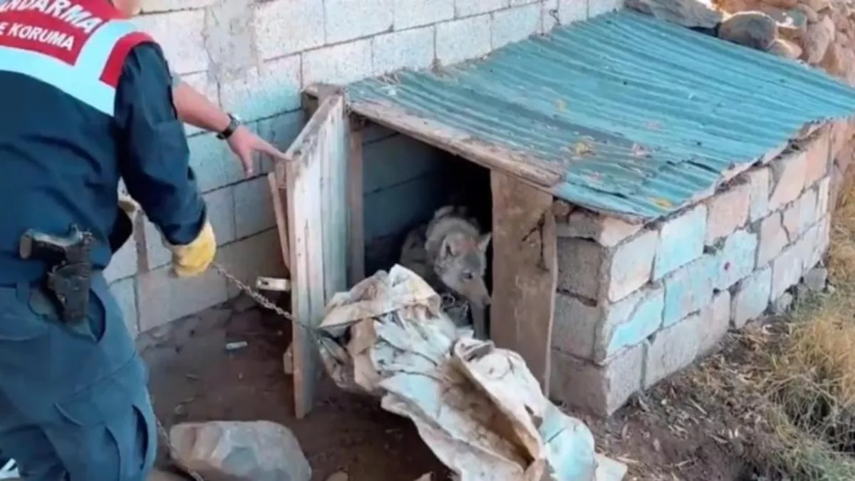 Van'da şaşkına çeviren olay! Kurdu zincire bağladı ceza yağdı