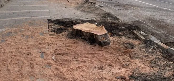 İstanbul’un bir güzelliği daha yok oldu! CHP’li İBB Çırağan Caddesi’ndeki 112 ağacı kesti! Sözde çevreciler sessiz