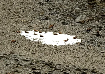 Terörden temizlenen Munzur Dağları'nda hayvanlar görüntülendi