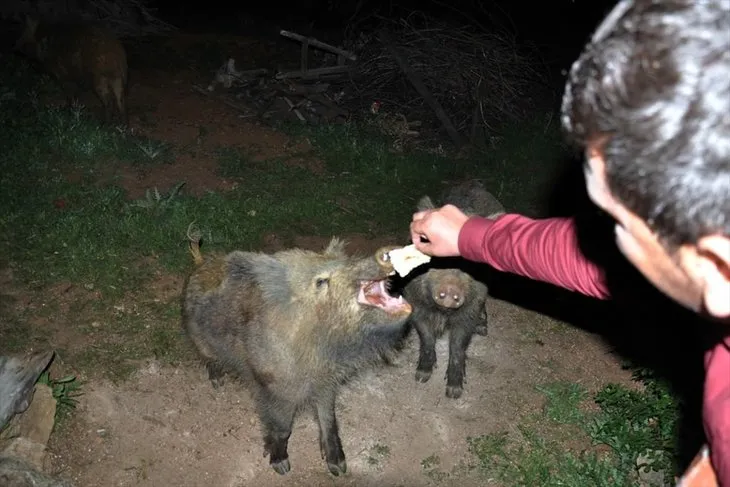 Tunceli’de yaban domuzlarını elleriyle besliyorlar