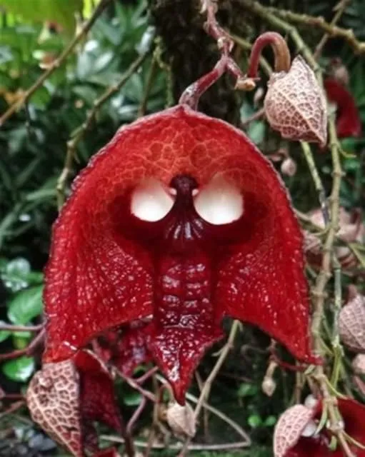 Birbirinden tuhaf bitkiler, sebze ve meyveler...