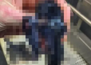 Balıkçının oltasına takıldı! Daha önce böylesi hiç görülmedi