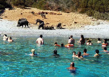 Bodrum Körfezi'nde domuzlar sahile indi!
