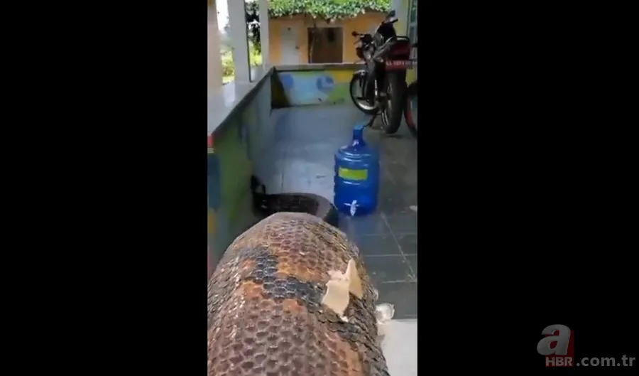 Bir yılan bunu neden yer? Pitonu ameliyat eden veterinerlerden sevinç çığlıkları 21