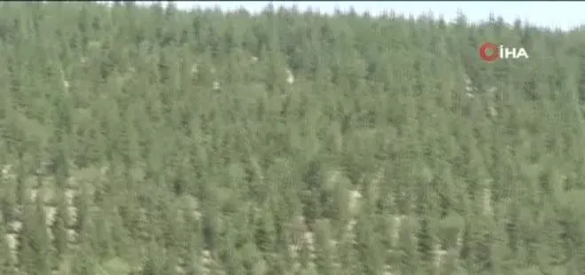 Orman yangınlarının önüne geçmek için ağaç budaması