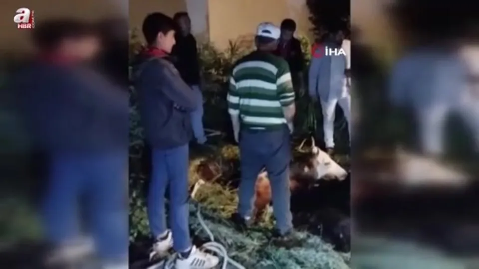 Çukura düşen büyükbaş hayvan kurtarıldı