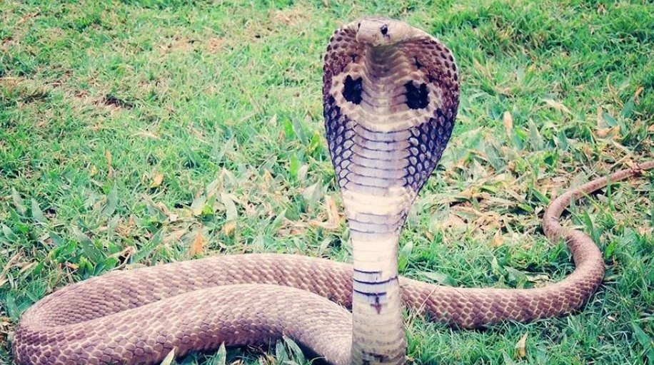 malezya tayland sinirinda 154 kobra