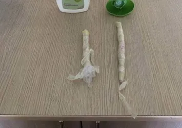 Şampuan kutusundan bonzai çıktı