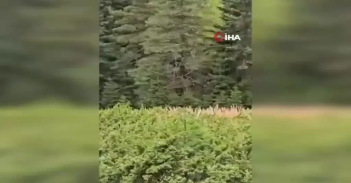 Kastamonu'da kızıl geyik görüntülendi