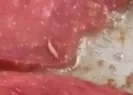Sucuğun içinden çıkanlar mide bulandırdı!