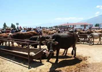 Kurbanlık alacaklar dikkat: Mutlaka kontrol edilmeli