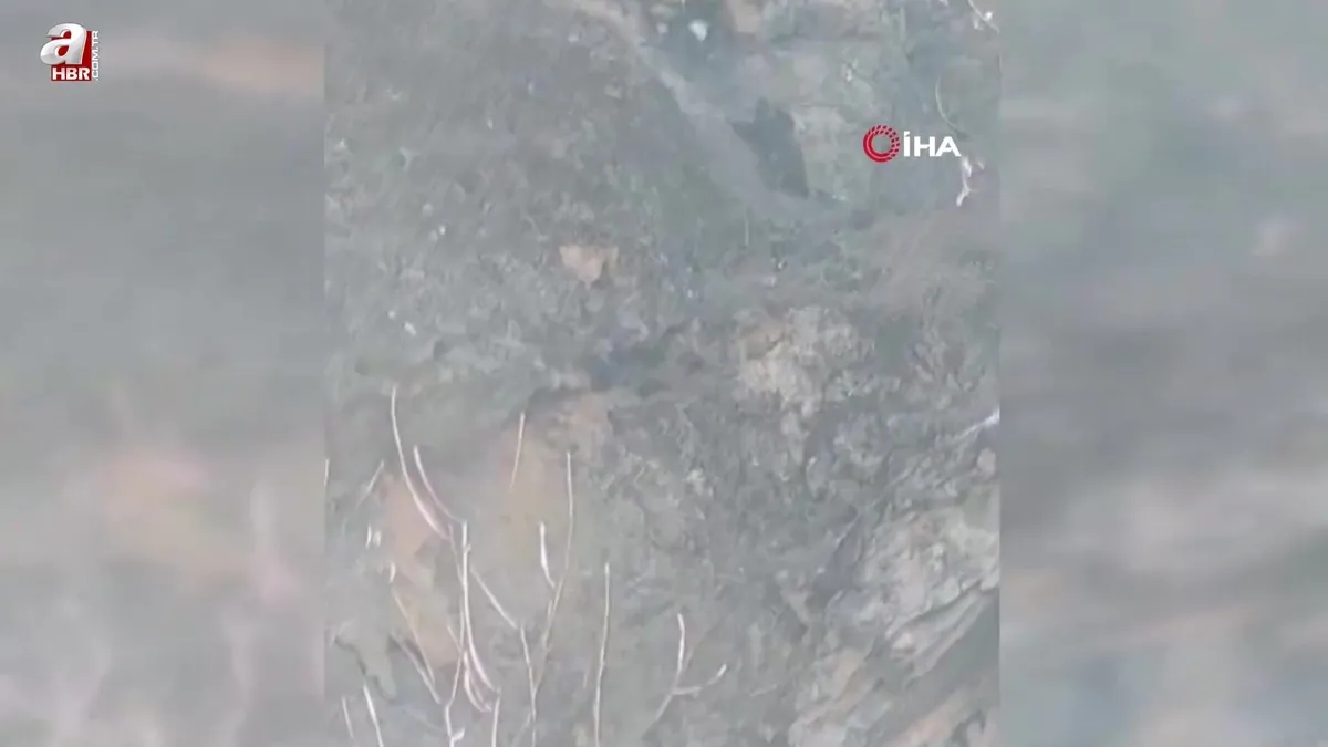 Tunceli'de vahşi doğa belgesellerini aratmayan görüntüler! İşte sarp kayalıktaki leşe ulaşmak isteyen ayının olağanüstü çabası