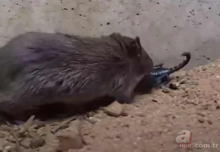 Görüntüler Türkiye’den… Havalar ısınınca ortaya çıktı! Gece uykudayken akrep soktu 8