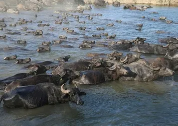 Tokat'ta manda sayısı devlet desteğiyle arttı! 200'den 1400'e ulaştı