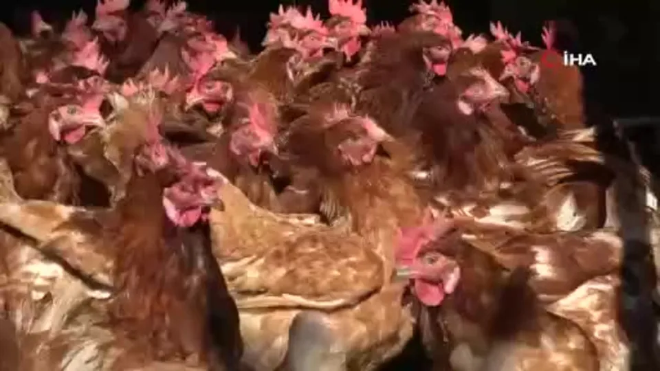 Ordu’da yumurta sektörü ayağa kalktı