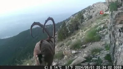 Belgeselleri aratmayan görüntüler