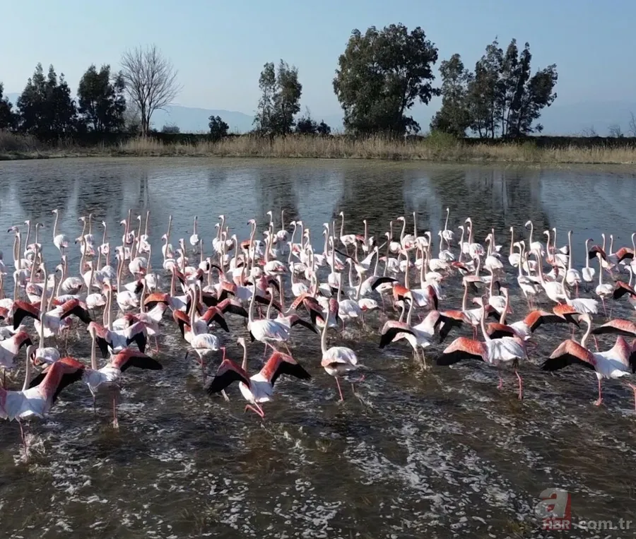 Taşan Menderes buğday tarlalarını sular altında bıraktı, flamingolar akın etti 3