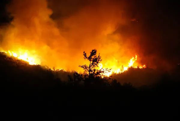 Tarım ve Orman Bakanı Bekir Pakdemirli’den CHP Genel Başkanı Kemal Kılıçdaroğlu’nun iddialarına cevap