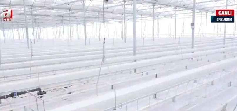 Erzurum’da jeotermal serada domates üretilecek! Türkiye’nin en yüksek rakımında üretim