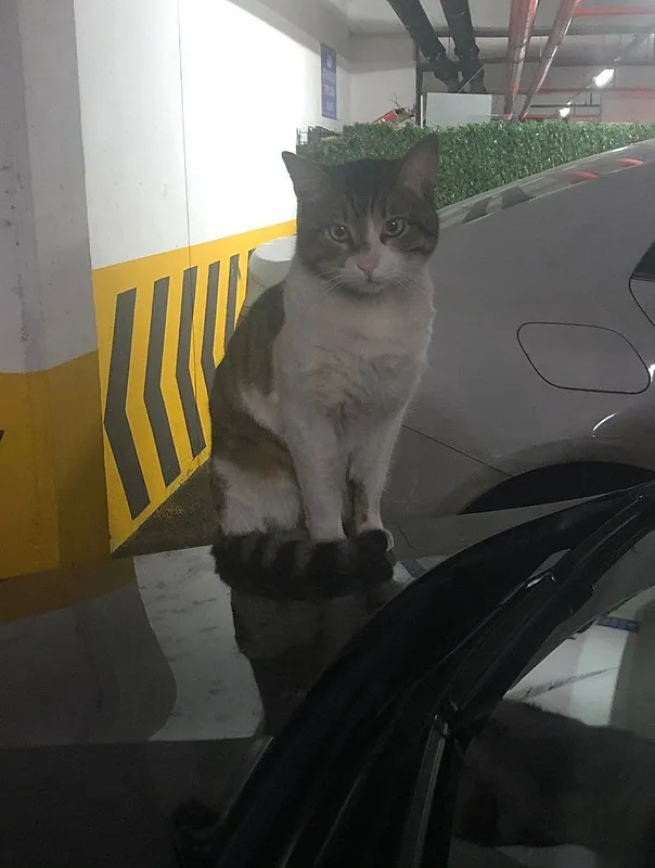 kedi-eros-davasinda-yeni-gelisme-savci-karara-itiraz-edecek-1710936753567.jpg Kedi Eros davasında yeni gelişme! Savcı karara itiraz edecek... - 1