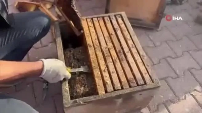 Torbacılar yakalanınca “Kraliçe arı” taşıdıklarını söyledi