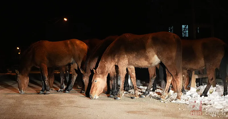 Şehir merkezine indiler! Görenler şaştı kaldı 3