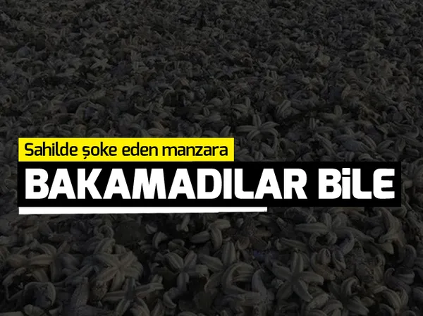 Afrin'de etkisiz hale getirilen terörist sayısı 3149 oldu - 1