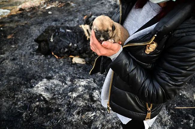 Konya'da barındıkları kulübe yakılarak 9 yavru köpek telef edildi - 3
