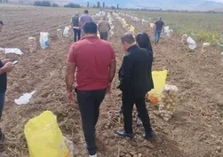 Tercan’da patates hasadı başladı! Üreticiler tarlalarda yoğun mesaiye başladı