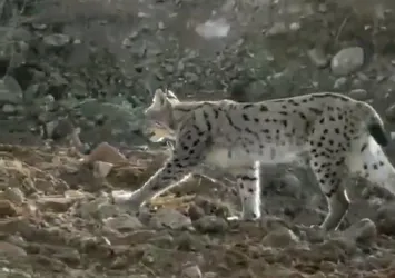 Yol çalışmaları sırasında görüntülendi! Nesli tehlike altında