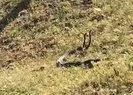 Görüntüler Türkiye’den! 2 metrelik yılanlar...