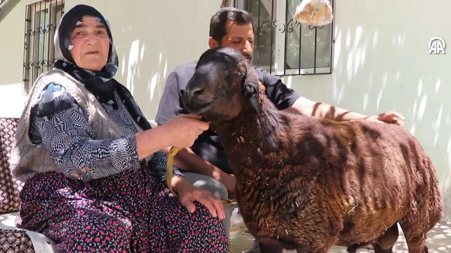 Elazığ'da Sultan Nine, 20 Gün Sonra Kaçan Kurbanlık Koçuna Kavuştu