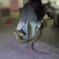 Ezilmekten kurtardığı 3 metrelik dev piton...