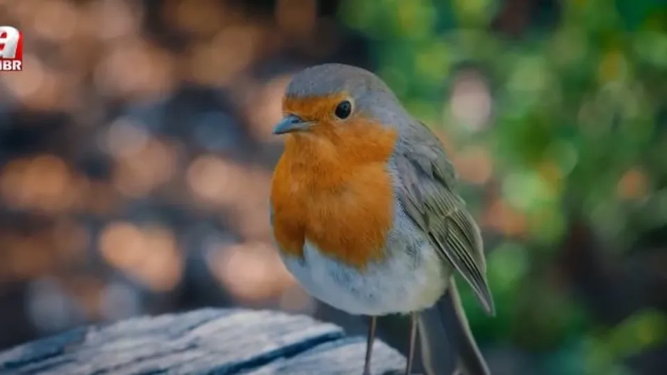 İşte istanbul’da yaşayan kuş türleri...