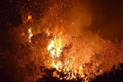 Yeşil vatan için can pahasına mücadele! Devlet ve millet el ele verdi