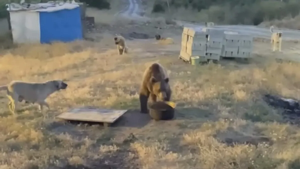 Tunceli'de yiyecek arayan bozayı karakol bahçesini mesken tuttu