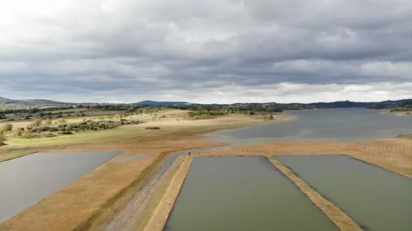 Ömerli Barajı’nda yürek sızlatan görüntü: Takılıp telef olan hayvanlar suların çekilmesi ile ortaya çıktı