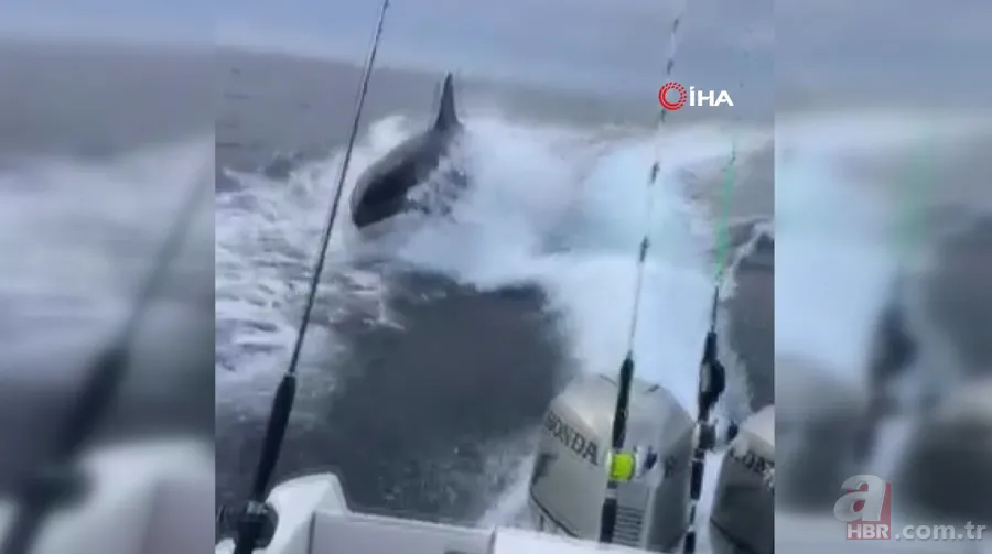 Katil balinaların üzerine balıklama atladı! Bedelini ağır ödedi 12