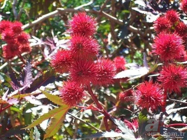 Dünyanın en ölümcül bitkileri 14