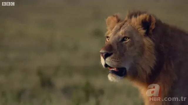 İzmir'de sırtlan paniği! "Tire canavarı" korku salıyor 25