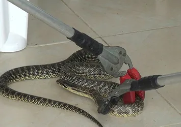Silivri'de yılan operasyonu