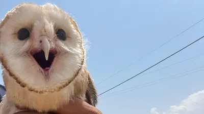 Sıcaktan bunalıp eve sığındı