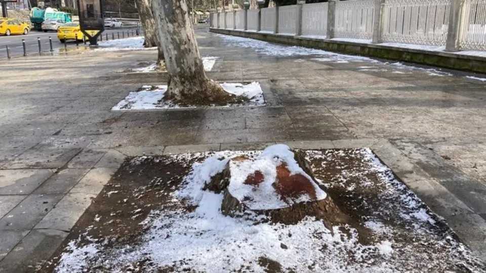 TEMA'ya "ağaç katliamına sessizlik" tepkisi! Sizce de çelişki yok mu?