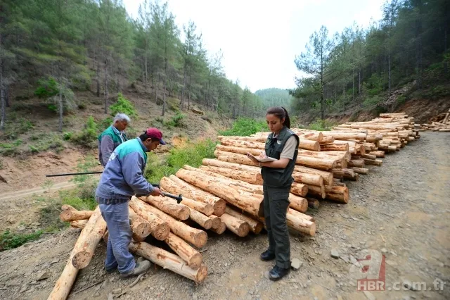 OGM personel alımı başvurusu nasıl yapılır? 3850 Orman Genel Müdürlüğü personel alımı başvuru şartları nelerdir? 15